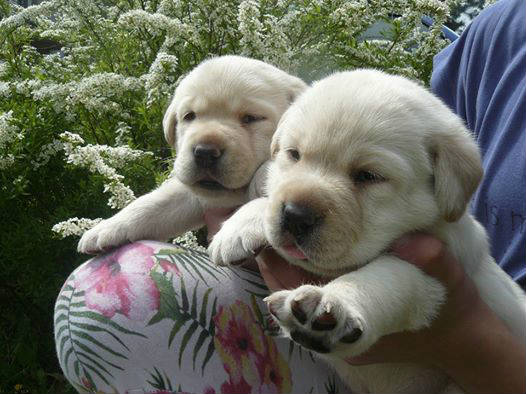 Nasz psiak - Obrazek 1