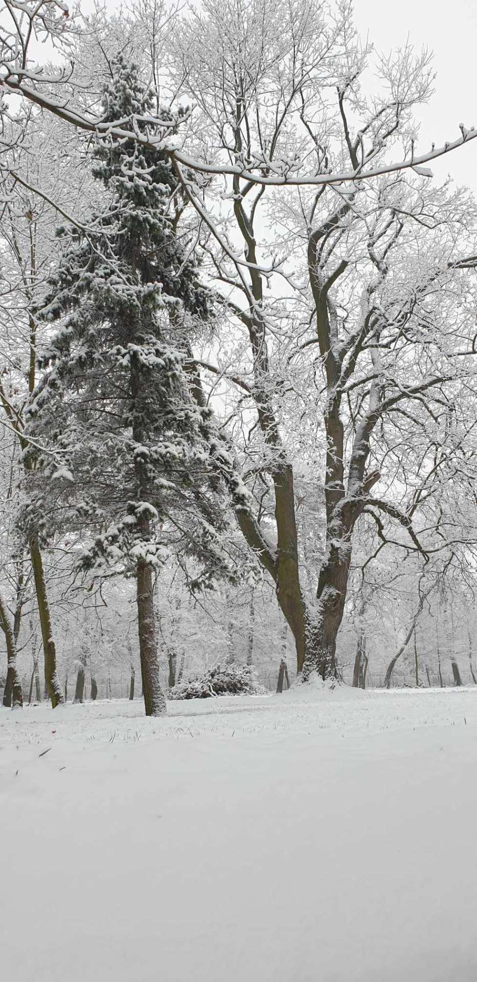 Pierwszy śnieg... - Obrazek 5