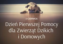 2 czerwca - Dzień Pierwszej Pomocy dla Zwierząt Dzikich i Domowych. - Obrazek 1