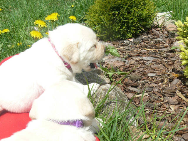 Nasz psiak - Obrazek 3