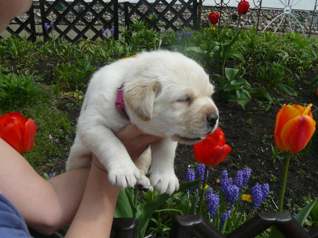 Nasz psiak - Obrazek 4