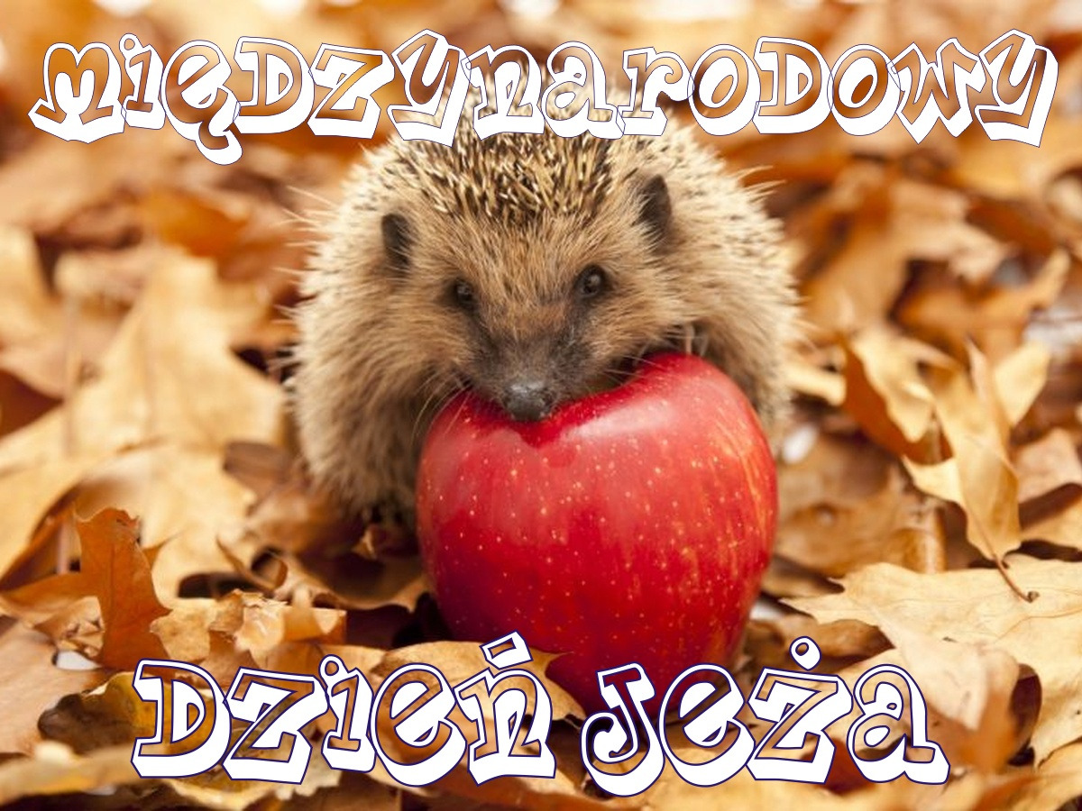 Międzynarodowy Dzień Jeża - Obrazek 1