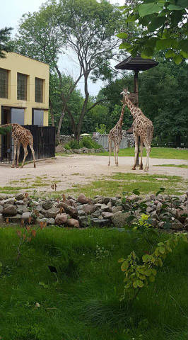 Wycieczka do ZOO - Obrazek 1