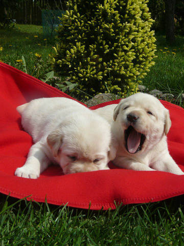 Nasz psiak - Obrazek 2