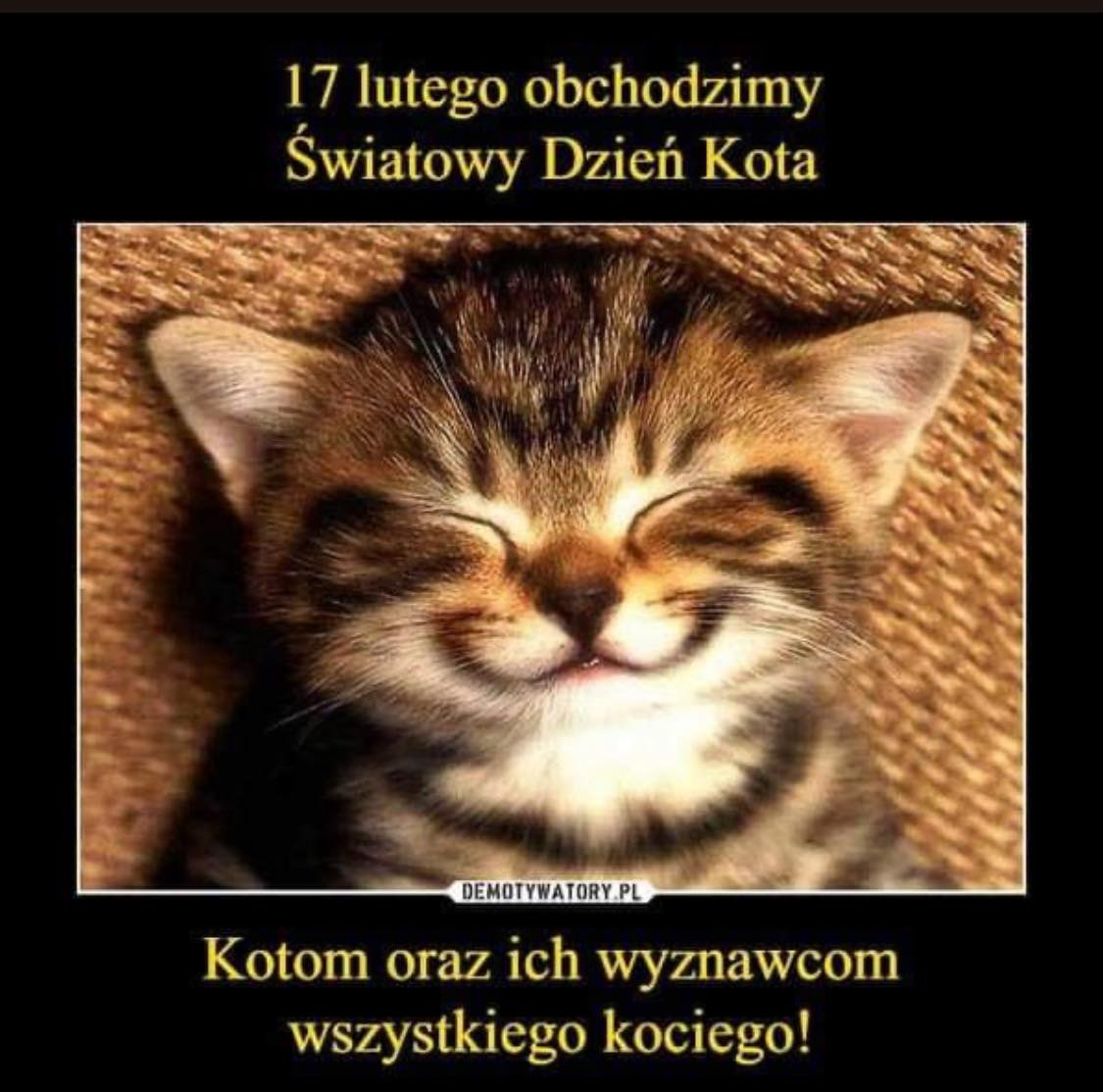 Międzynarodowy Dzień Kota - Obrazek 1